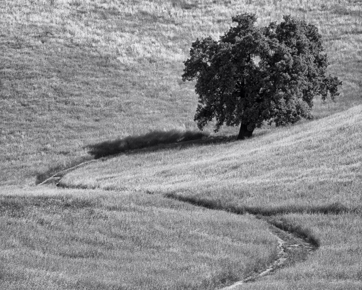 RB67_200415_004_SE1w.jpg