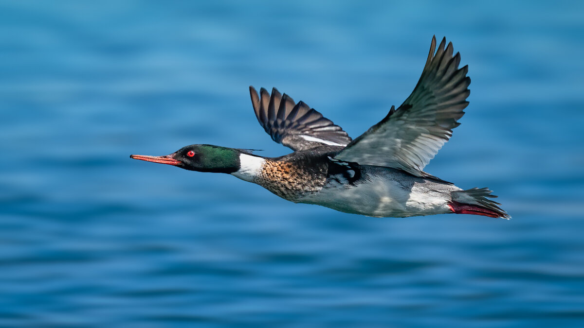 Red-breasted merganser-1474-Edit.jpg
