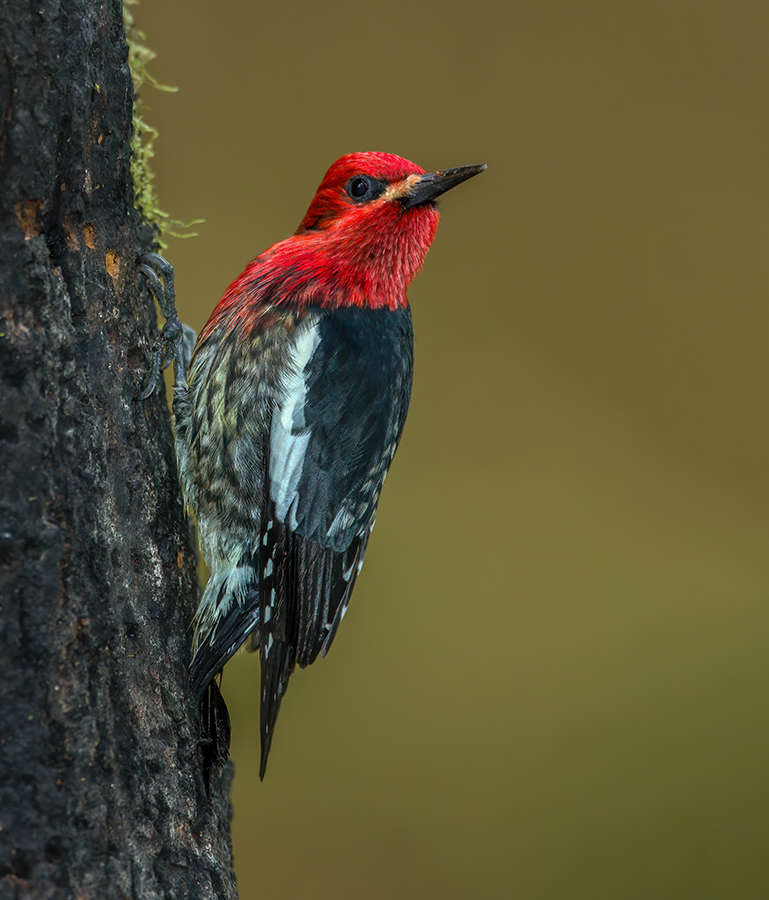 Red-breasted Sapsucker.jpg