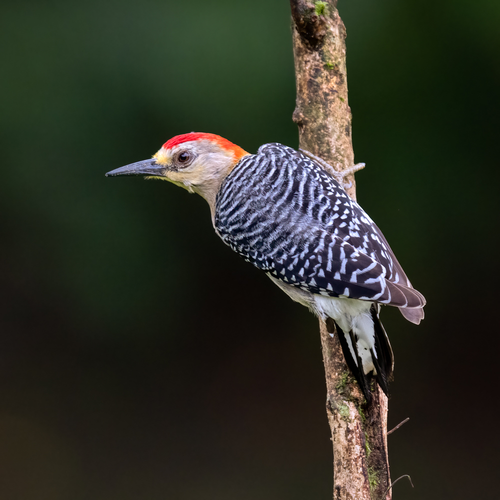 Red-crowned Woodpecker-09273-Edit-2.jpg
