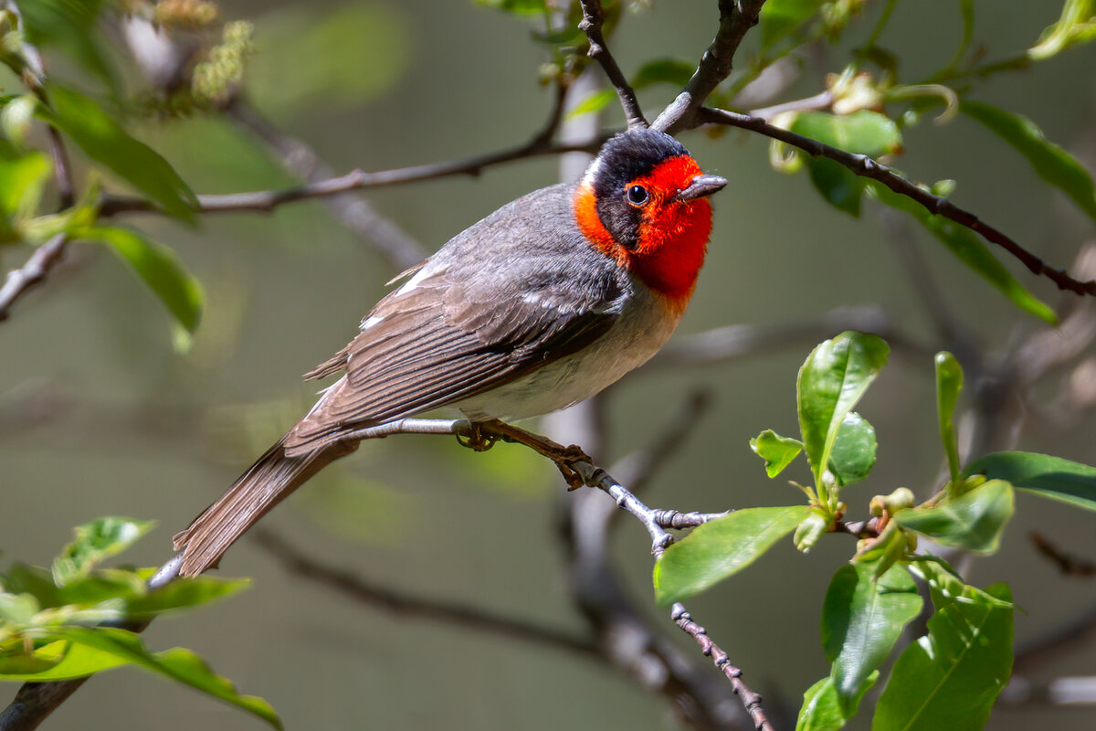Red-faced Warbler -347-Edit.jpg