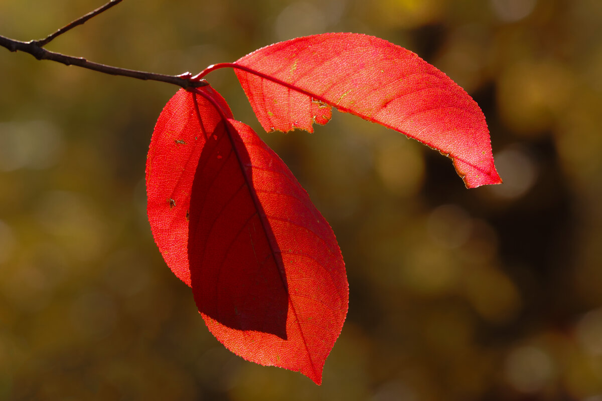 Red Leaves.jpg