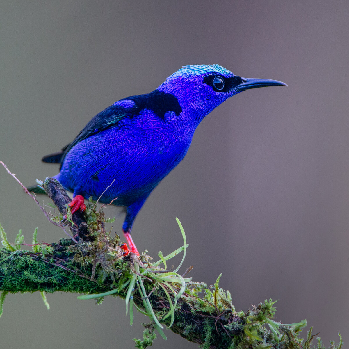 Red-legged Honeycreeper-326-Edit.jpg