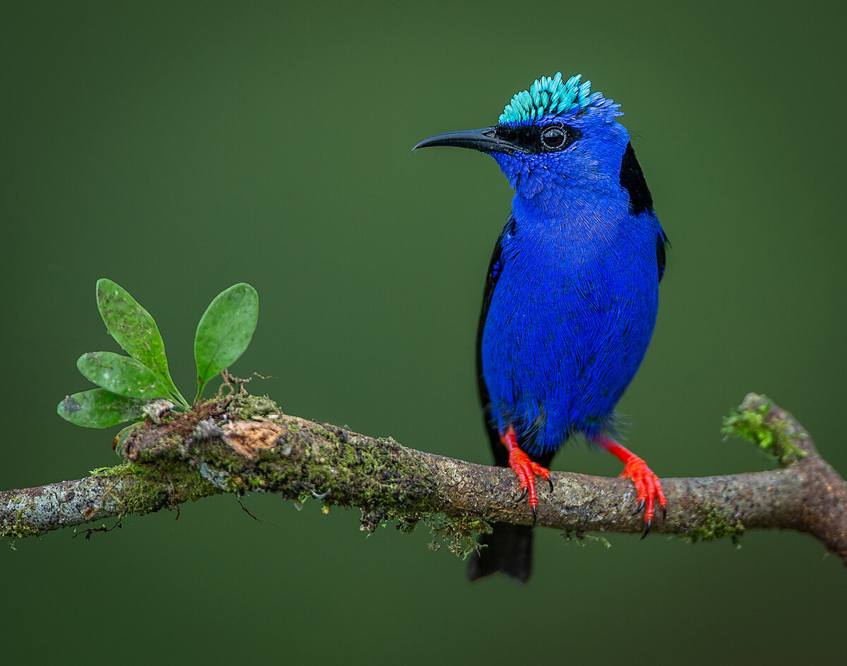 Red-legged Honeycreeper.jpg