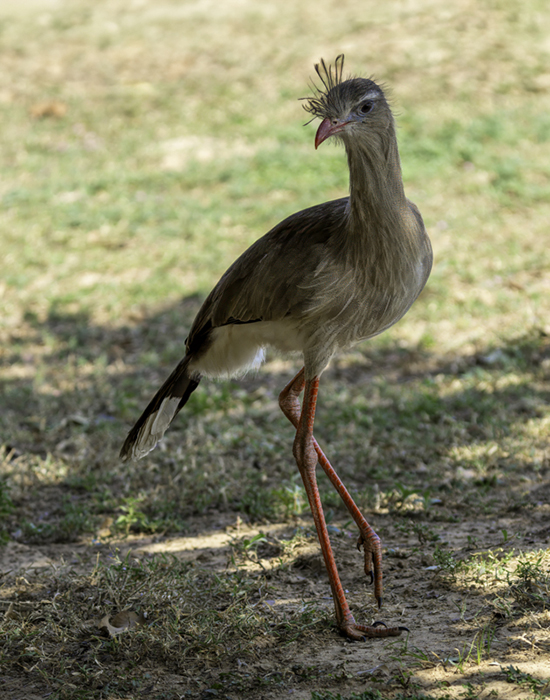 Red-legged Seriemas-03269-Edit.jpg