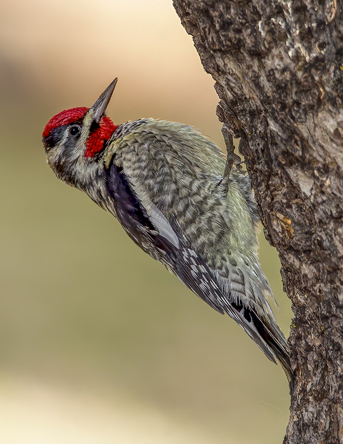 Red-napped Sapsucker.jpg