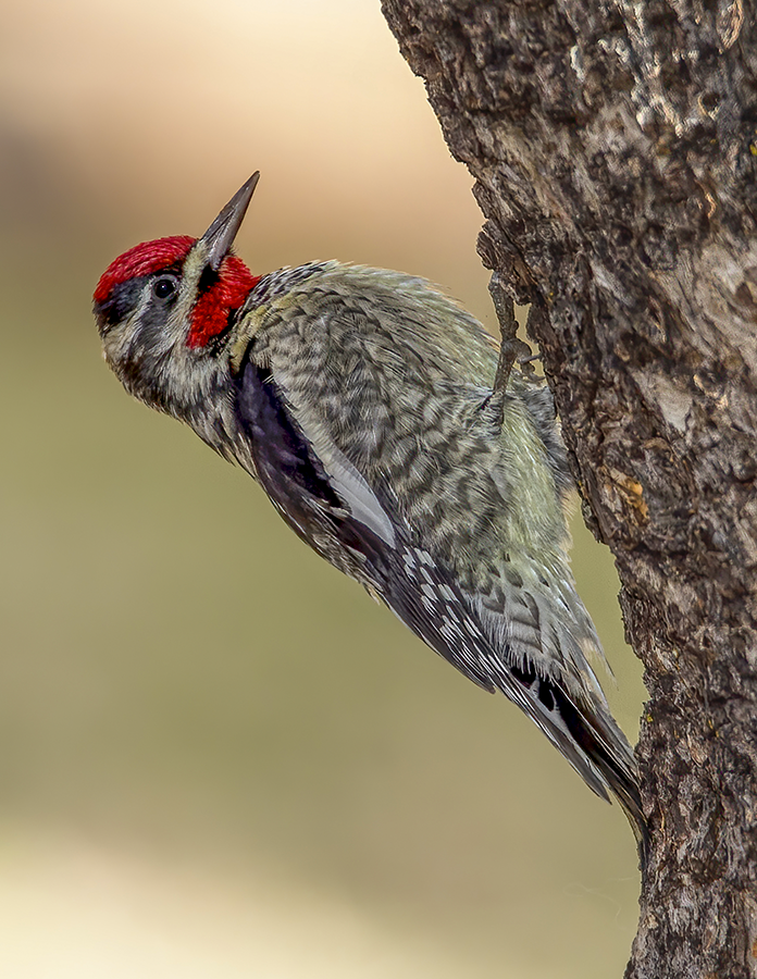 Red-napped Sapsucker.png