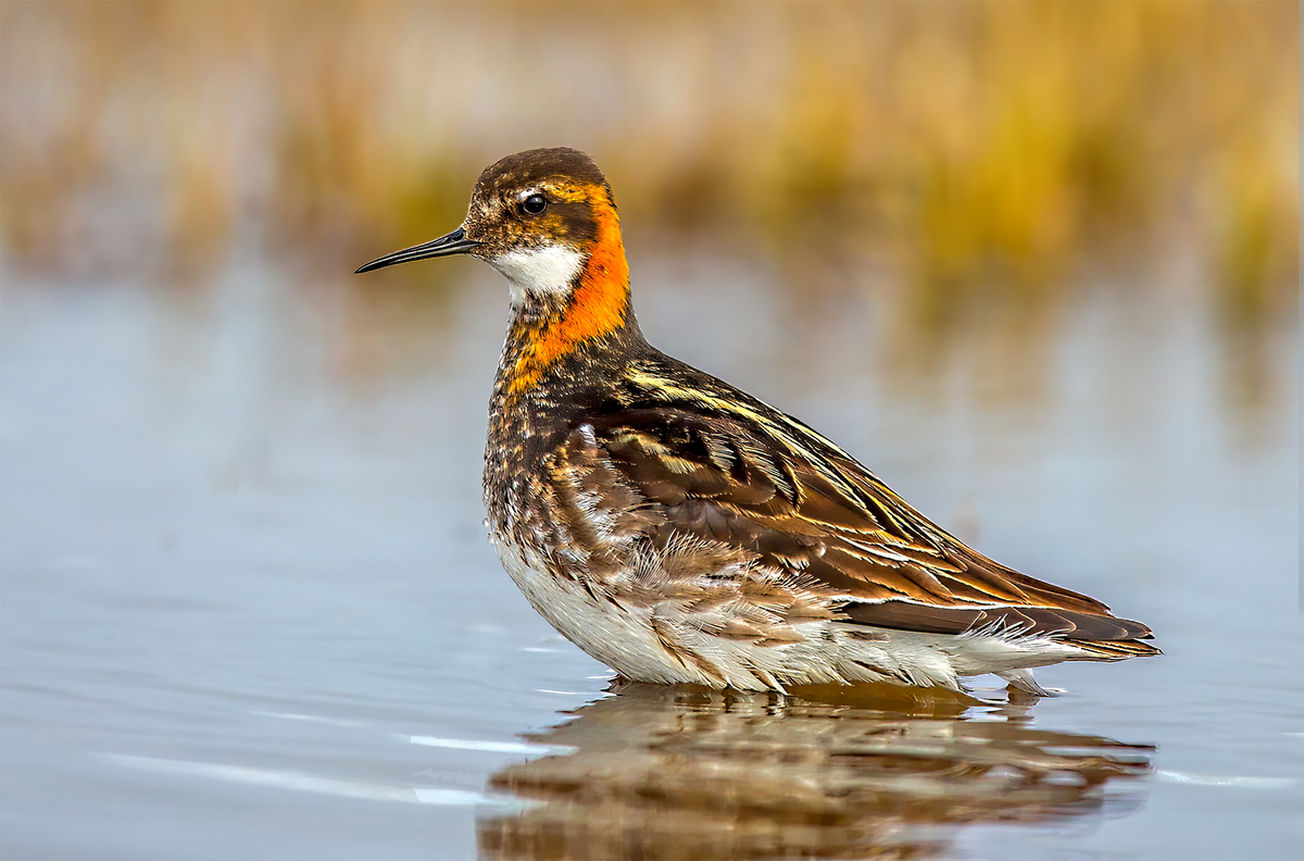 Red-necked Phalarope.png