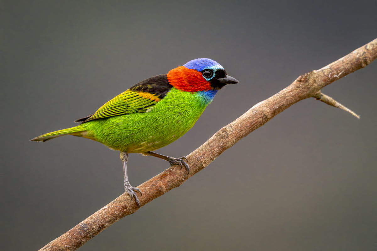 Red-necked Tanager-03104-Edit.jpg
