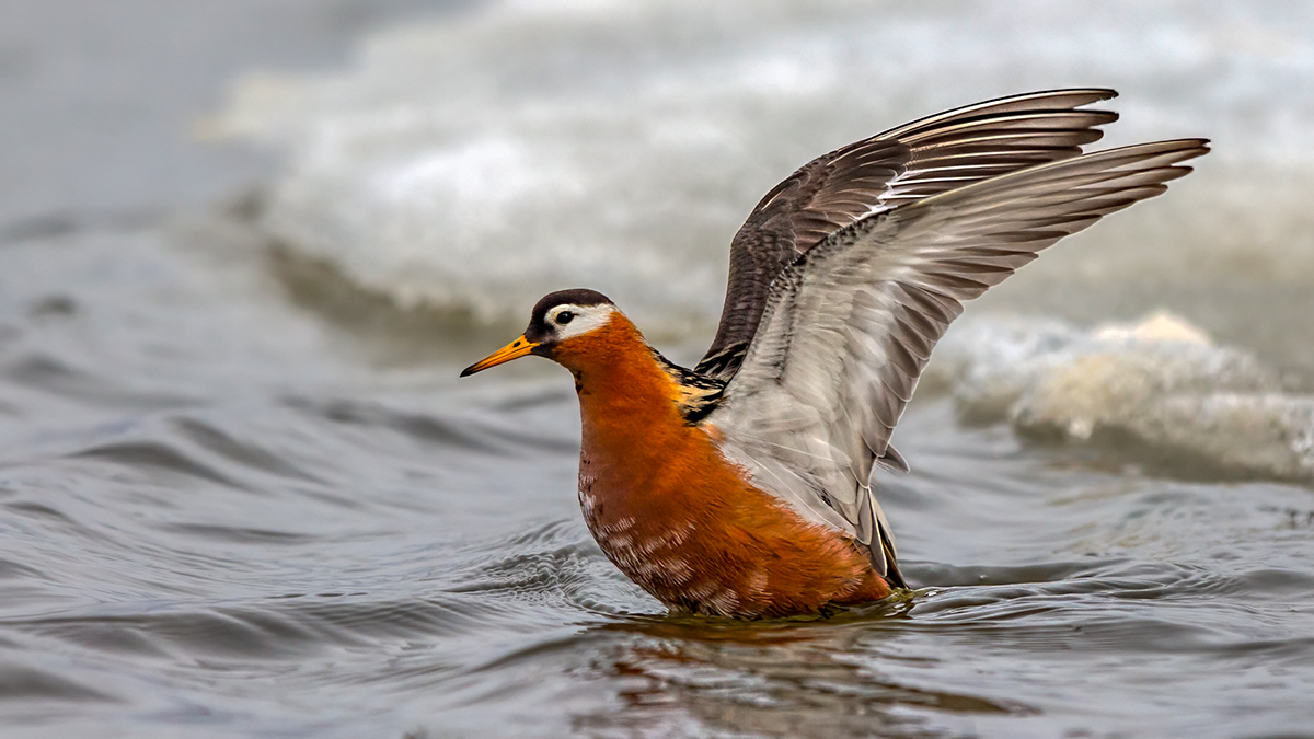 Red Phalarope FC.png