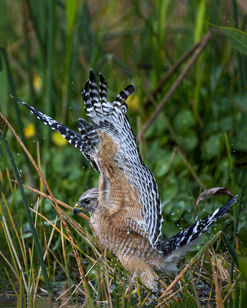 Red Shouldered Hawk.jpg