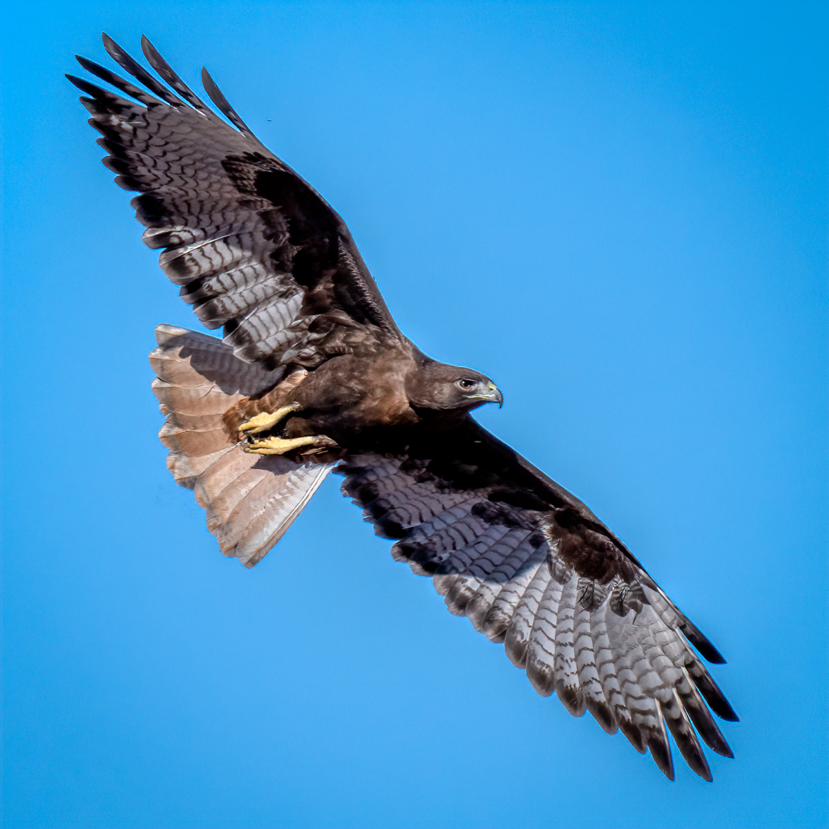 Red-tailed hawk-09056-Edit.jpg