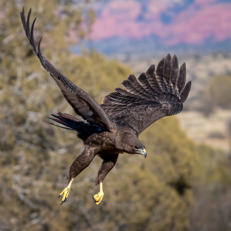 Red-tailed hawk-09152-Edit.jpg