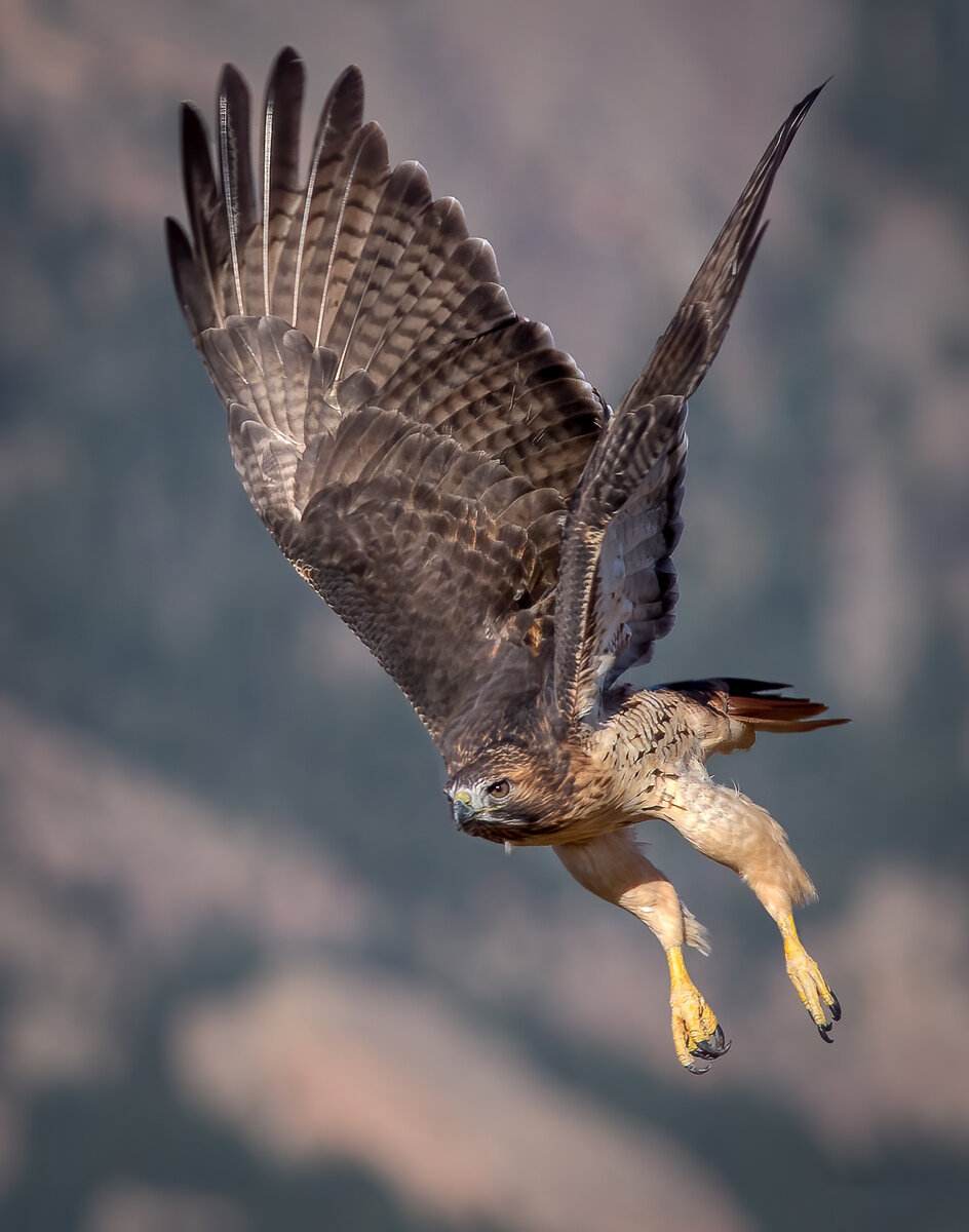 Red-tailed Hawk 1.jpg