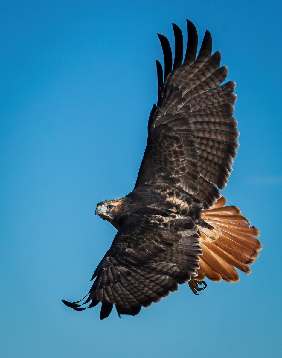 Red-tailed Hawk 2.jpg