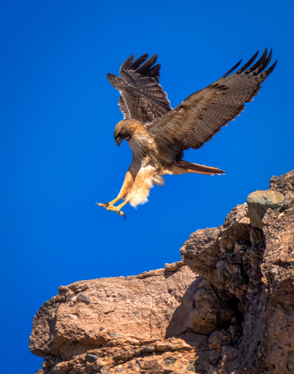 Red-tailed hawk-3085-Edit.jpg