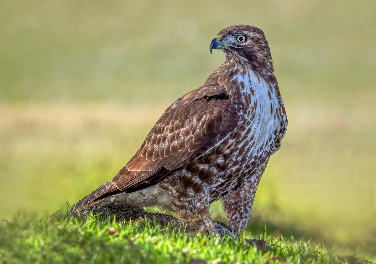 Red-tailed Hawk FC.png