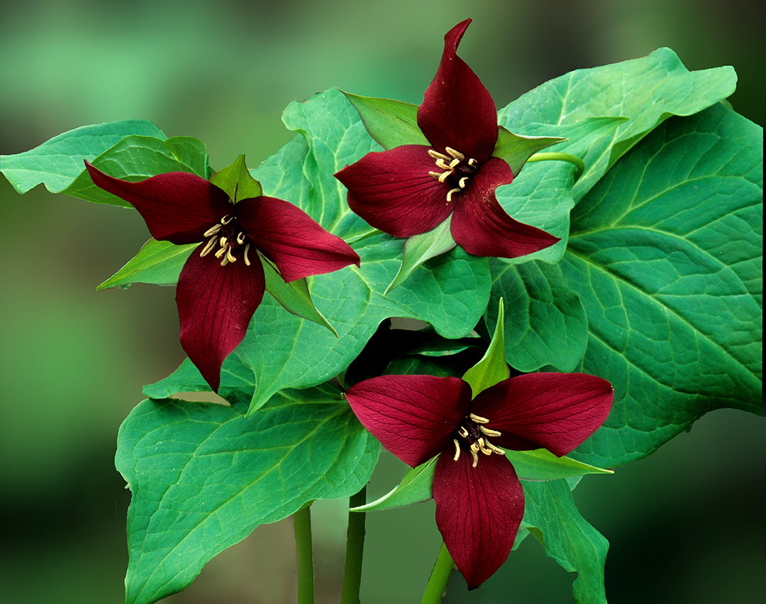 Painted Trillium - Community Thread | Focal World