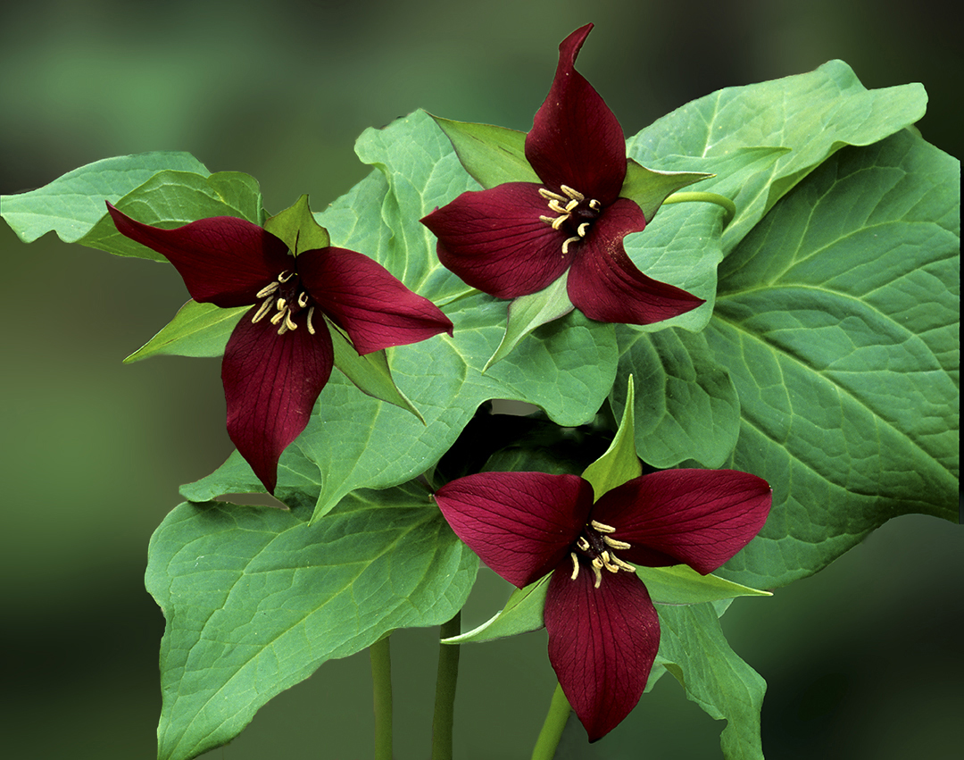 red trillium trio.jpg