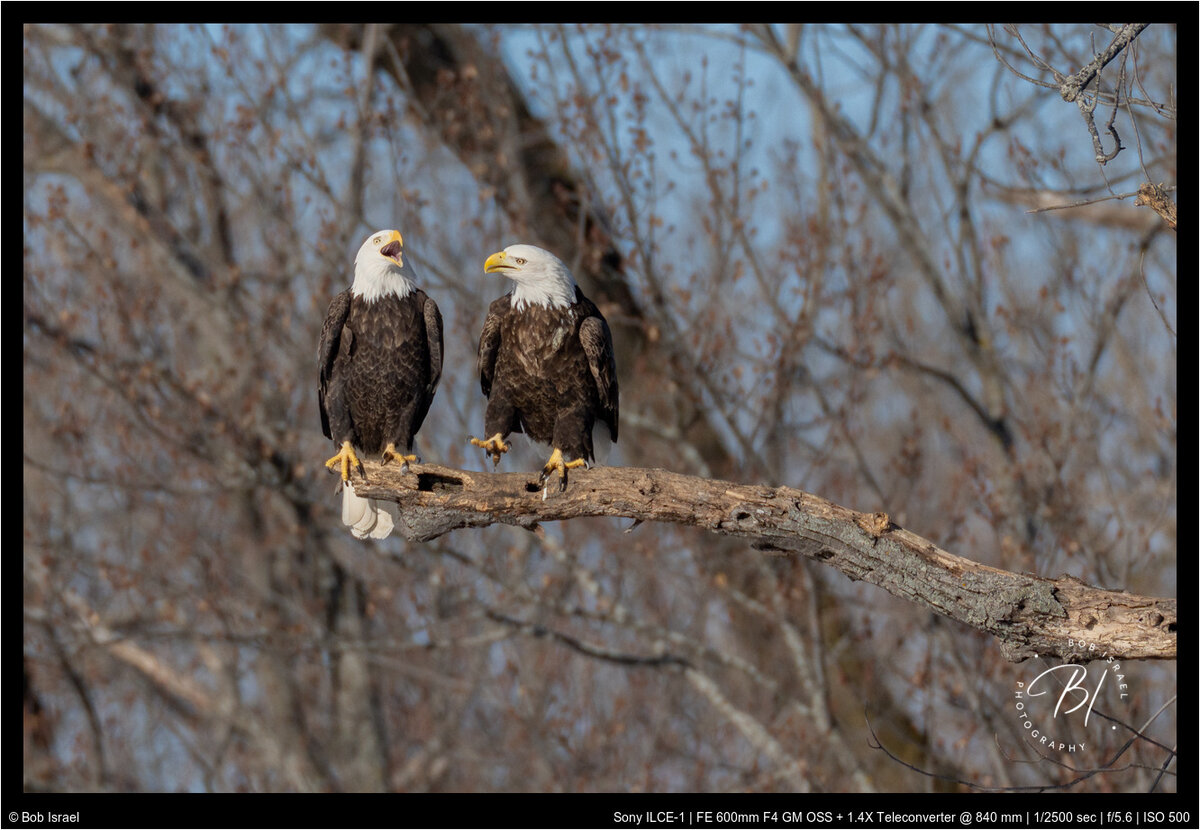Red Wing 022022-508-Enhanced-Edit.jpg