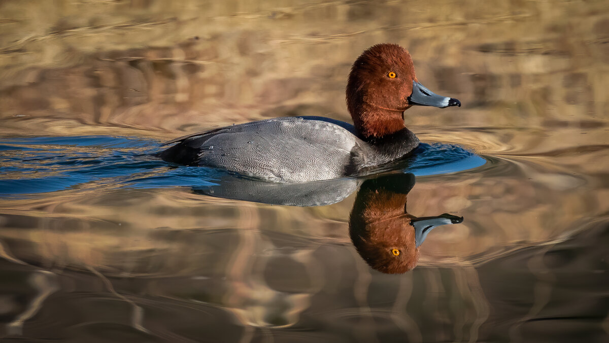 Redhead-9901-Edit.jpg
