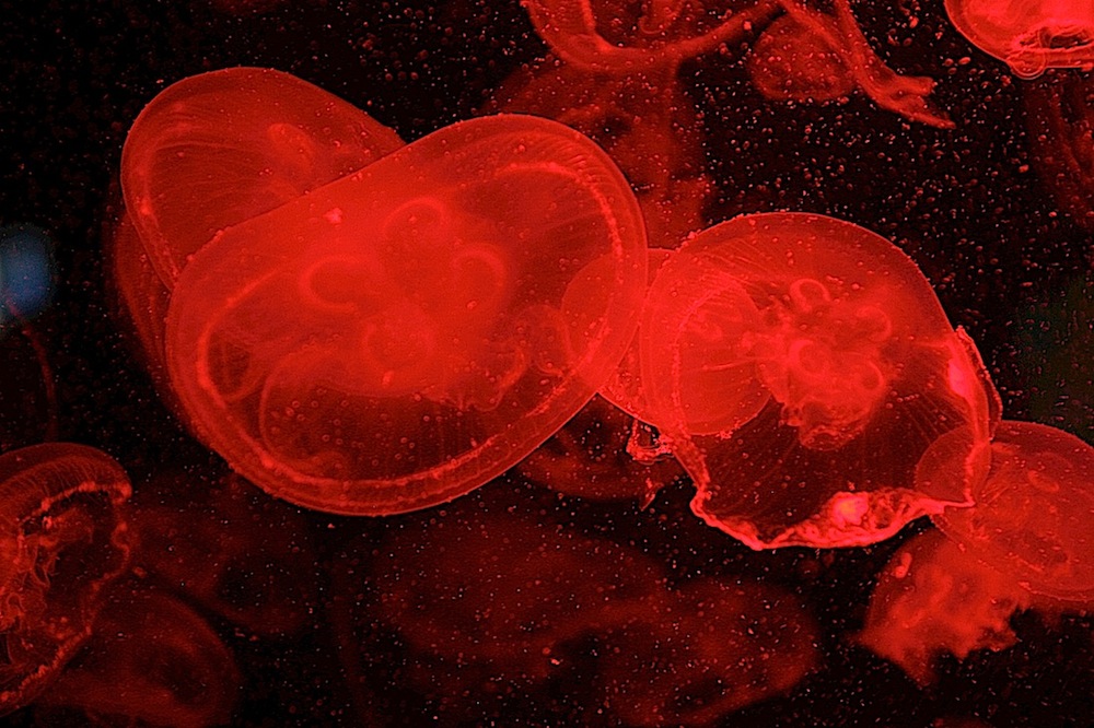 redjellies.jpg