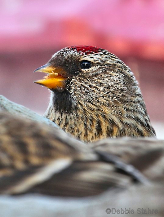 Redpoll1008.jpg
