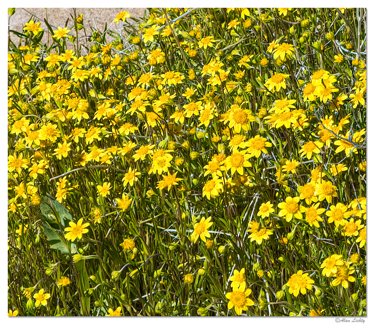 Red Rocks Blooms | Focal World