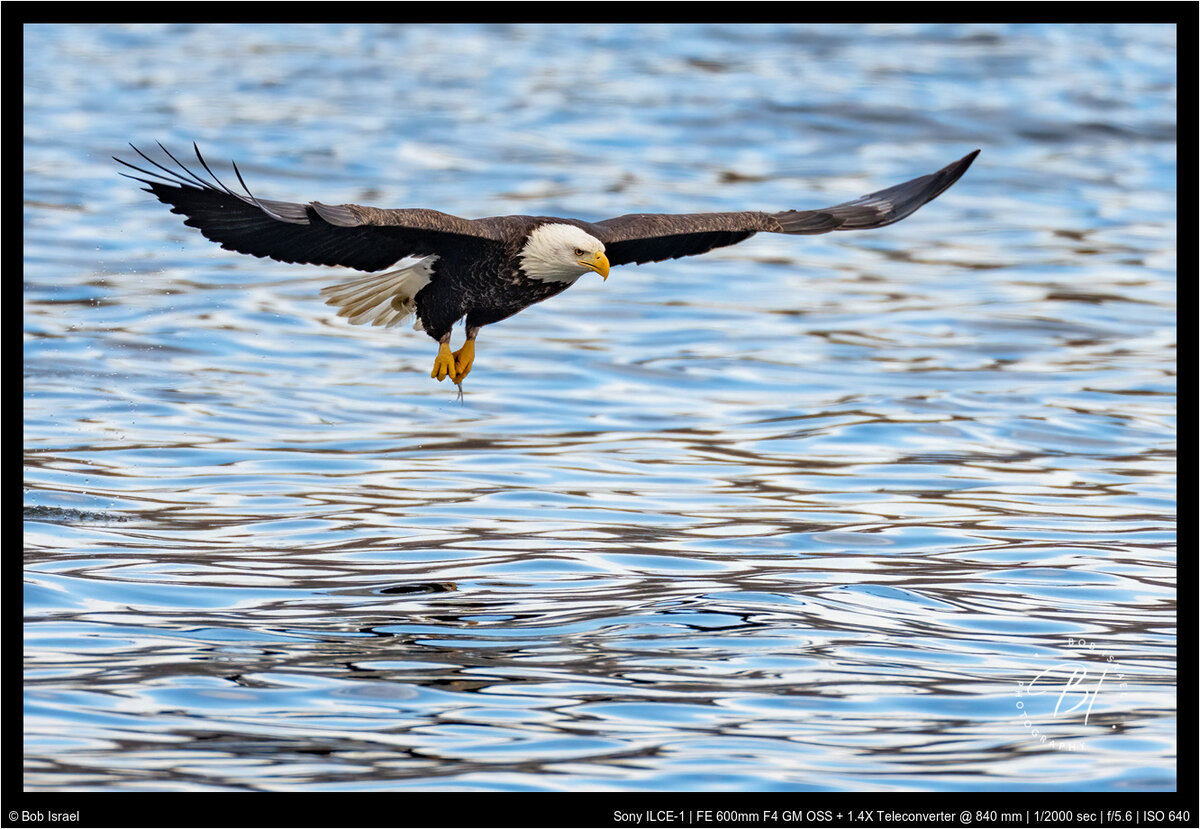 Redwing 012922-1490-Edit-Edit-Edit.jpg