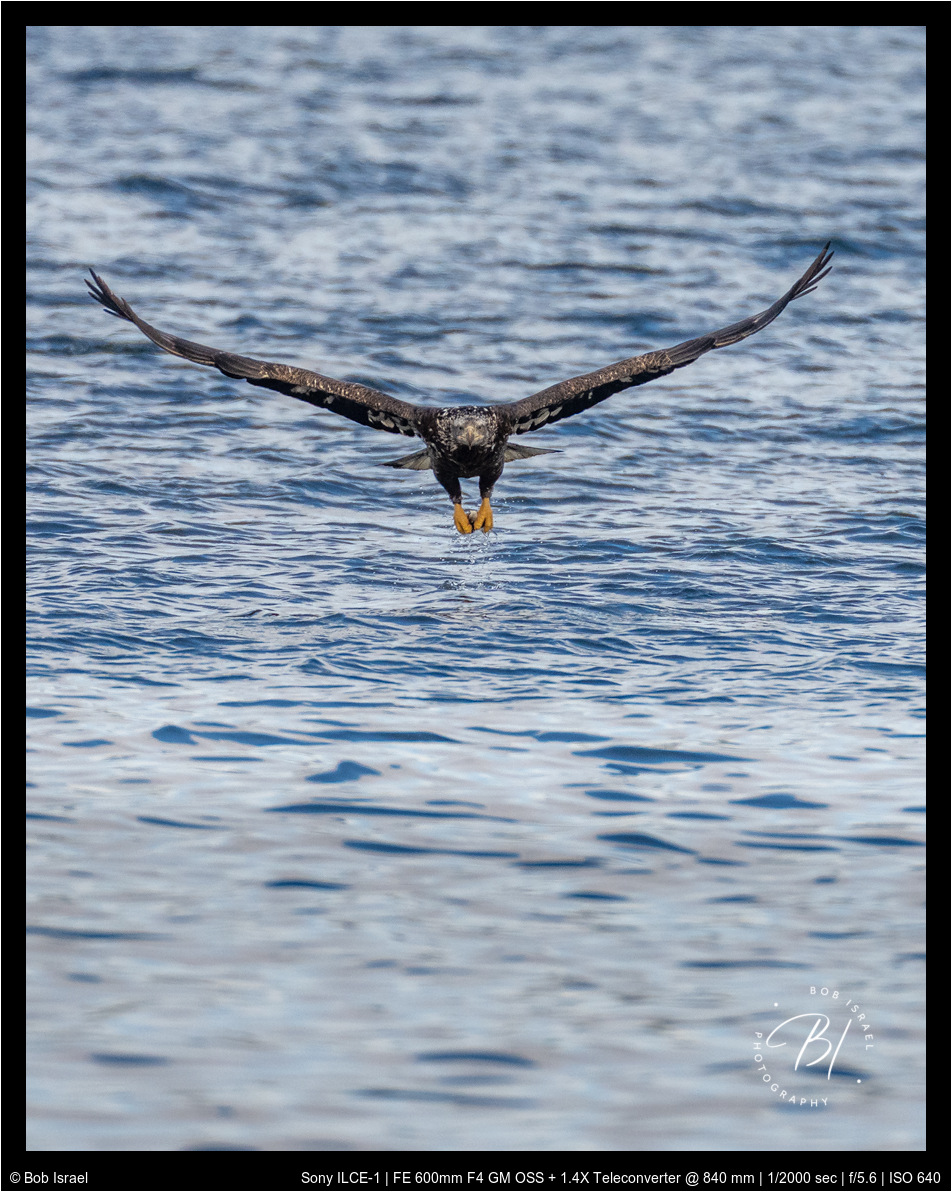 Redwing 012922-1587-Edit.jpg