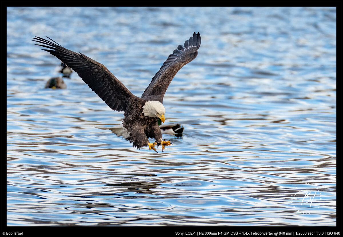 Redwing 012922-2356-Edit-Edit-Edit.jpg