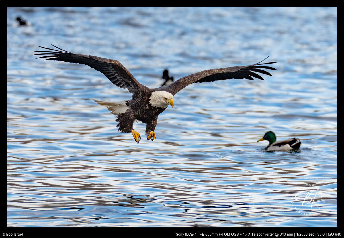 Redwing 012922-2359-Edit-Edit-Edit.jpg