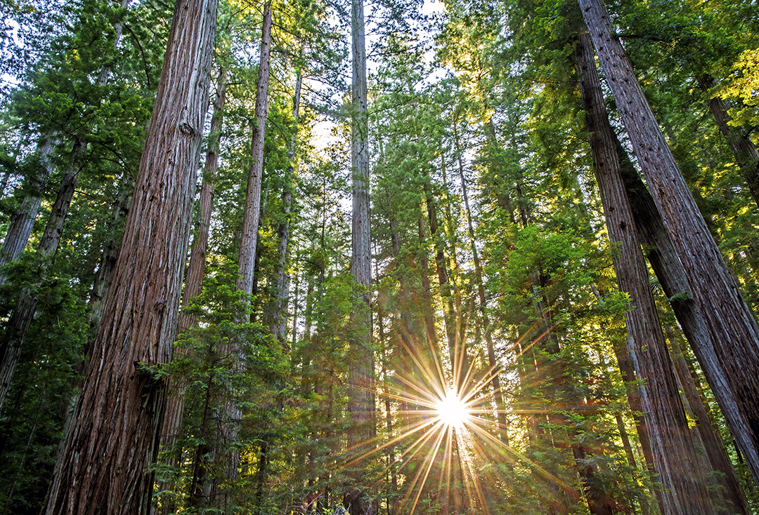 redwood senset II (1 of 1).jpg