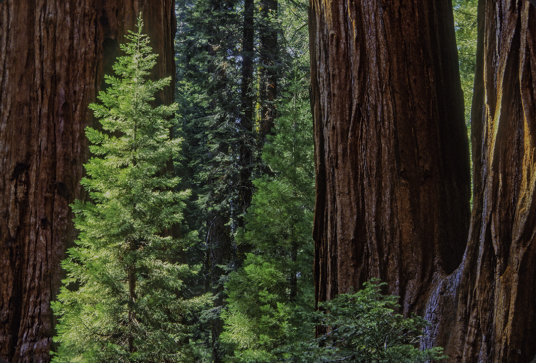 Redwoods II.jpg