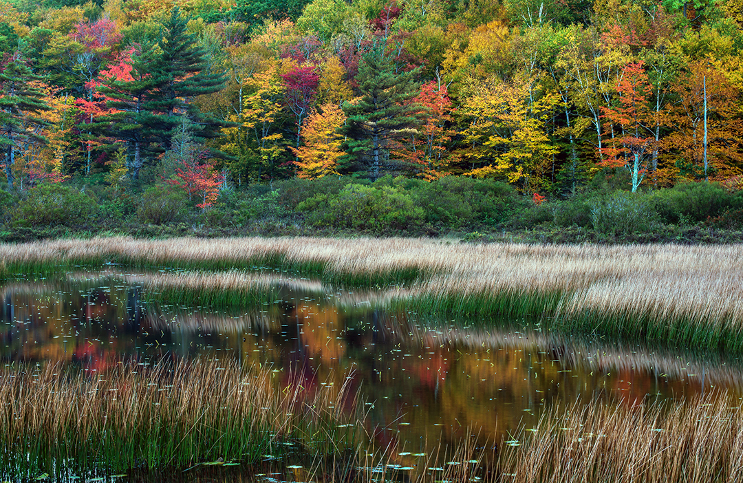Reeds and trees.jpg