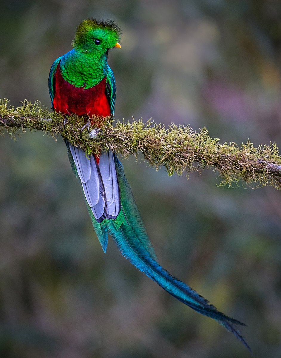 Resplendant Quetzal.jpg