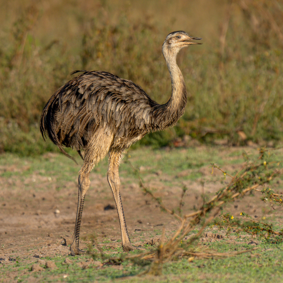 Winged Wednesday 12/17/2025: Birds on the Run | Focal World