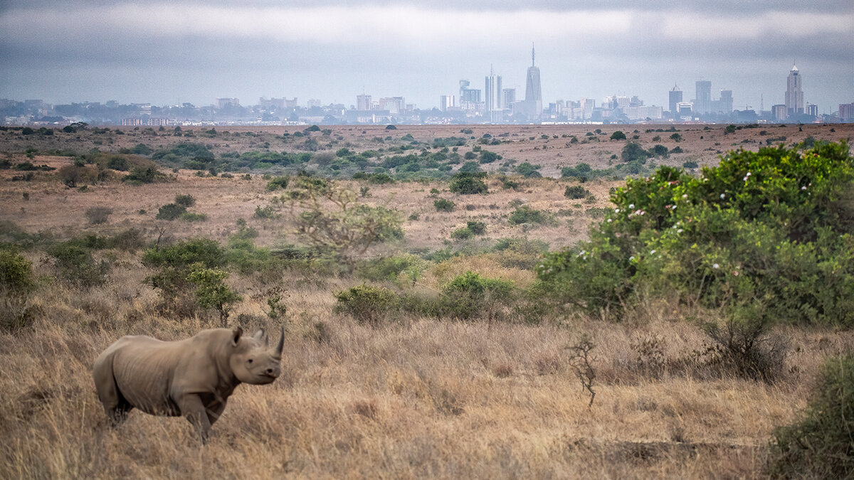 rhino-cityscape-blended16-9sharpnoise.jpg