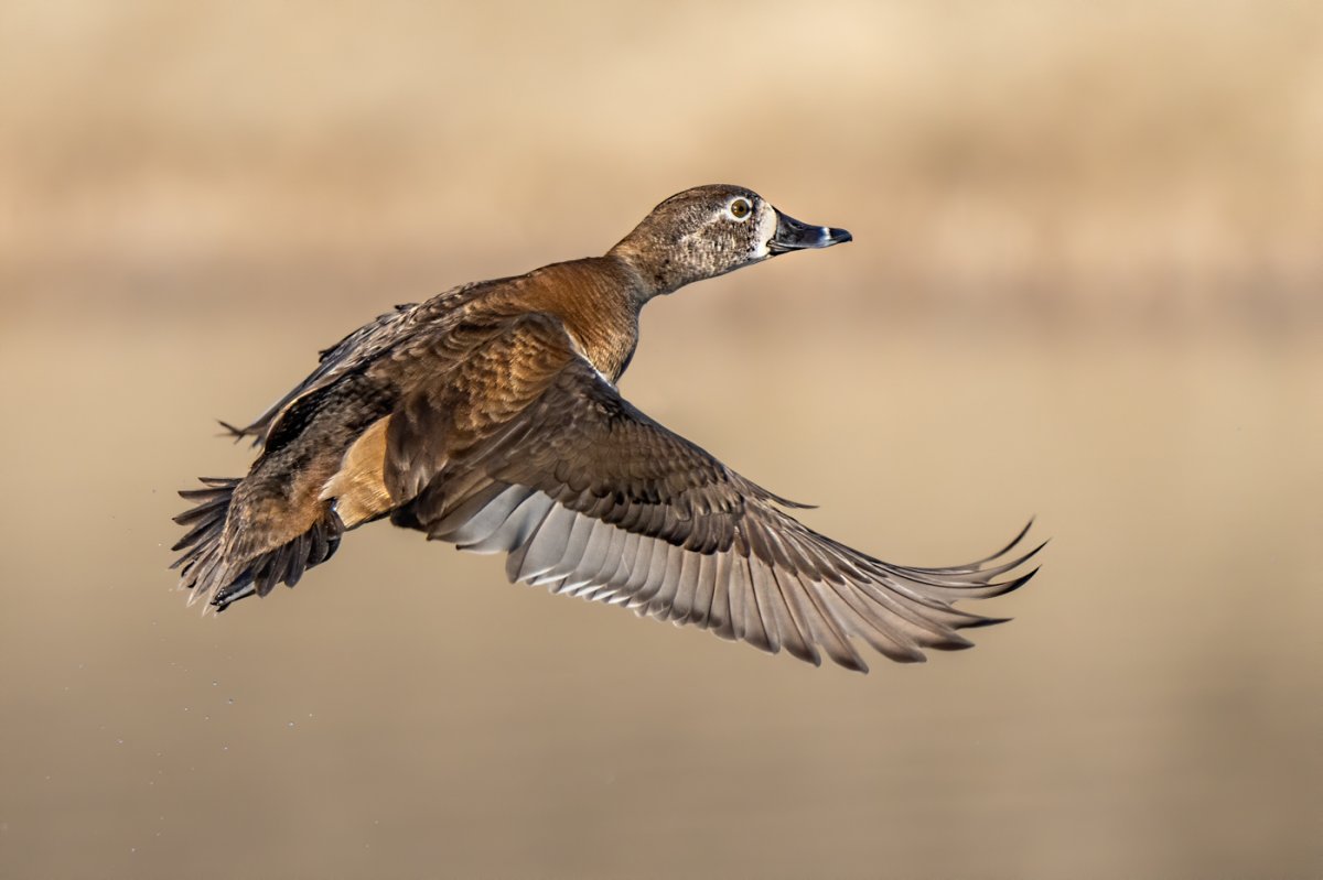 Ring-necked Duck -00451-Edit.jpg