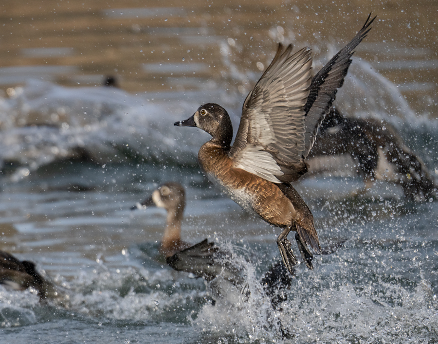 Ring-necked duck-01163-Edit.jpg
