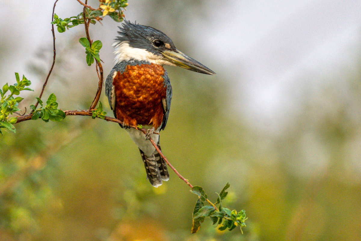 Ringed Kingfisher-09272-Edit.jpg