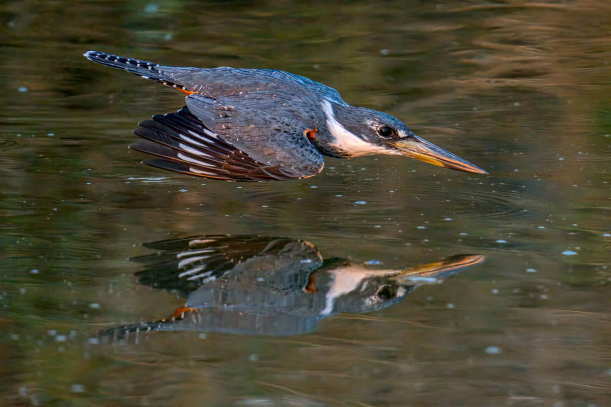 Ringed kingfisher-- 1.jpg