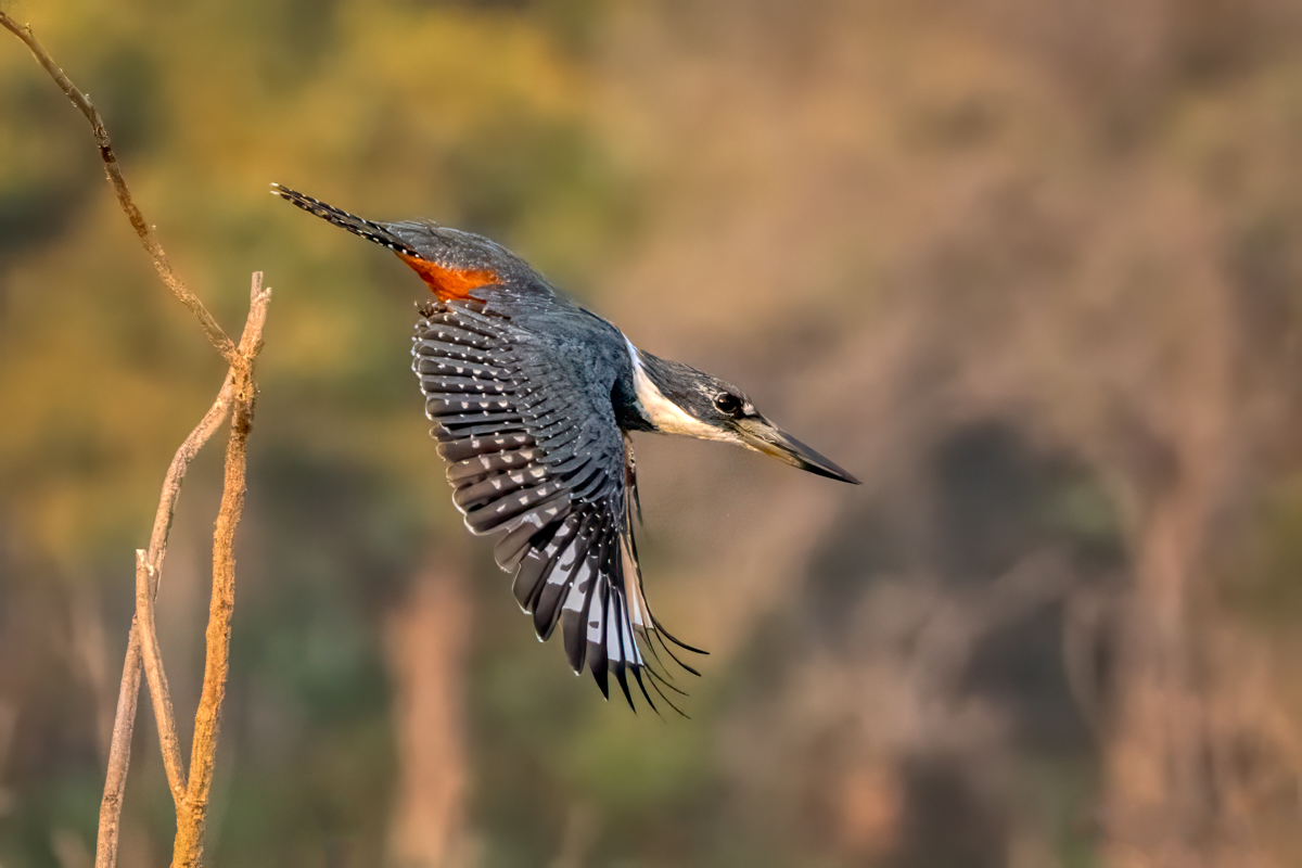 Ringed Kingfisher--1a.jpg