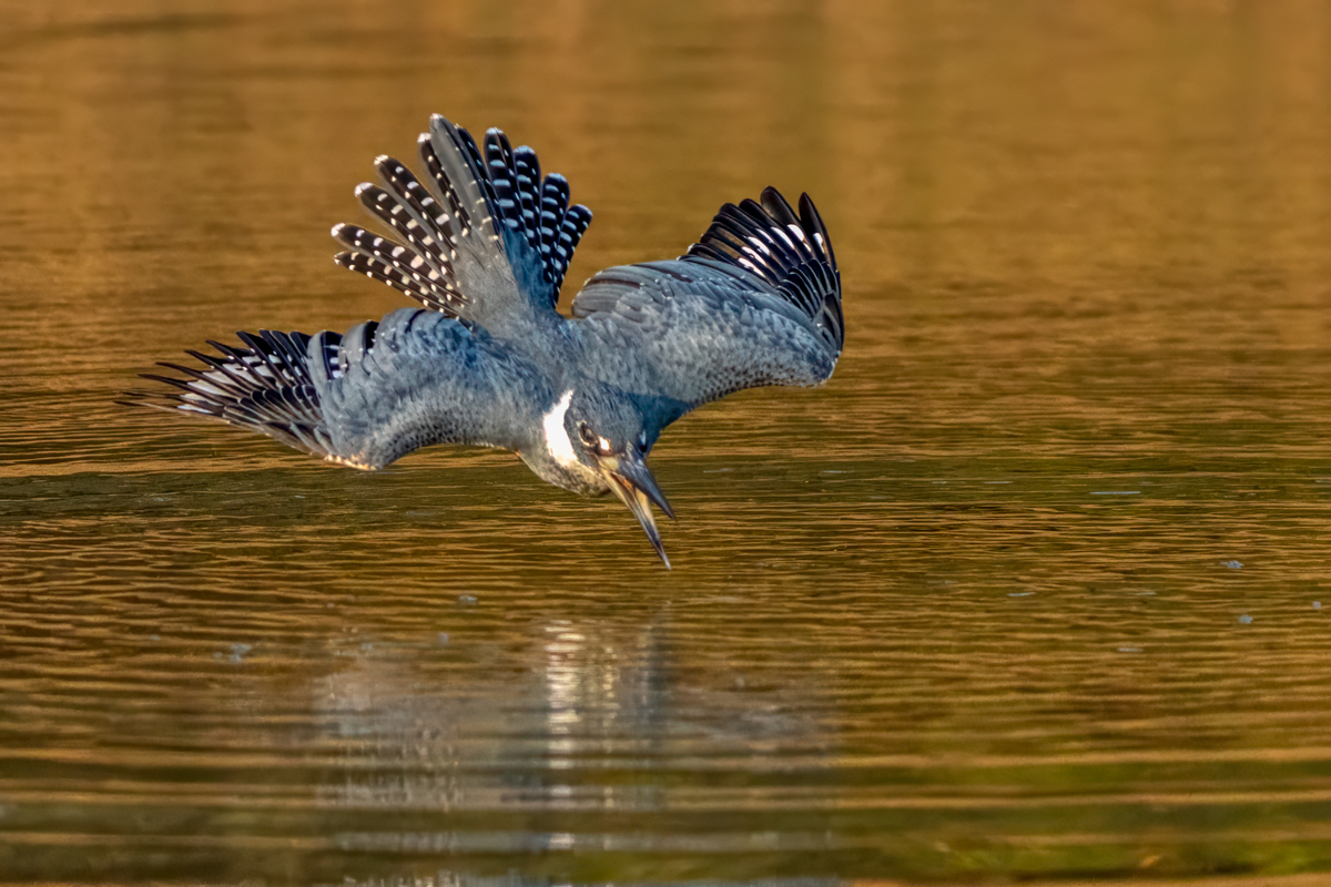Ringed Kingfisher--2.jpg