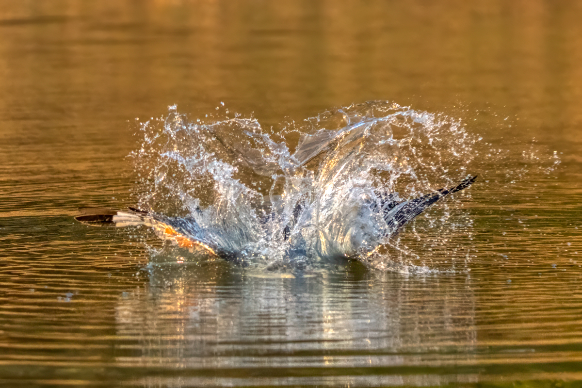 Ringed Kingfisher--3.jpg
