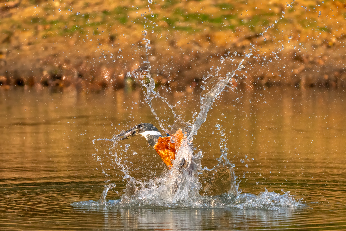 Ringed Kingfisher--5.jpg