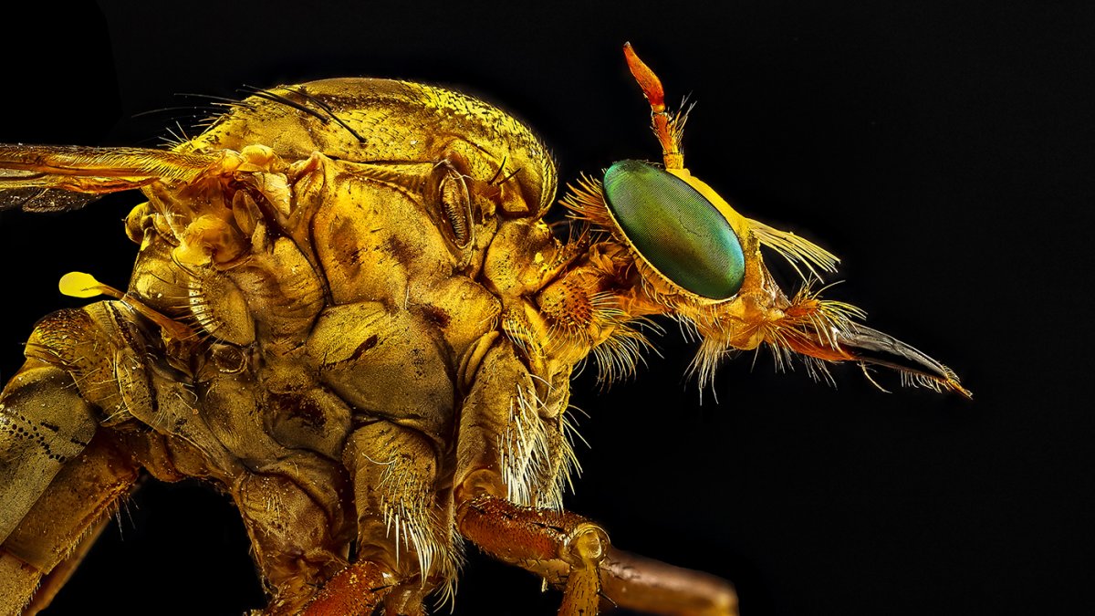 Robberfly.jpg