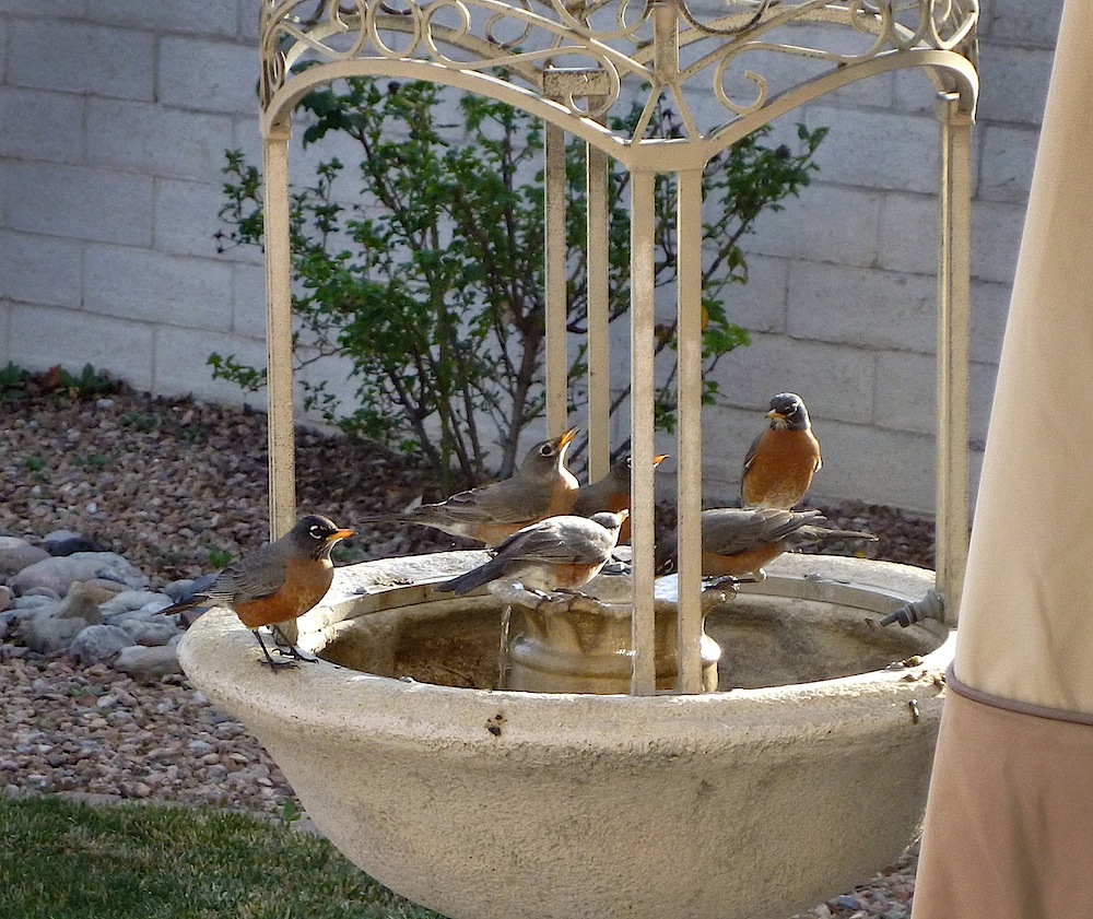 Robins6.jpg