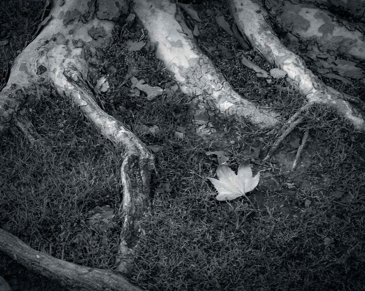 Root Redue.jpg