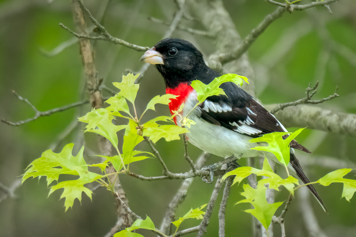 Rose-breasted grosbeak-07580-Edit.png